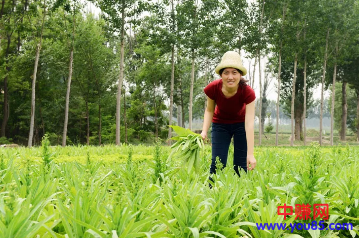 靠种菜年赚800万？新的赚钱机会在农村！考虑换工作了没-第3张图片-智慧创业网