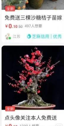 [网赚项目]盆栽果树闲鱼免费送，邮费项目了解下！-第3张图片-智慧创业网