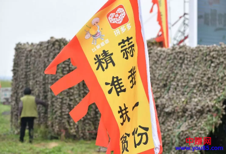 100亿、500产地、1万人 用数字解密拼多多的新电商模式-第5张图片-智慧创业网 100亿、500产地、1万人 用数字解密拼多多的新电商模式-第5张图片-智慧创业网