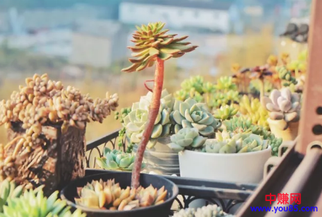 靠卖“肉”躺着赚钱,她把兴趣变事业黄金遍地开花!-第1张图片-智慧创业网 靠卖“肉”躺着赚钱,她把兴趣变事业黄金遍地开花!-第1张图片-智慧创业网
