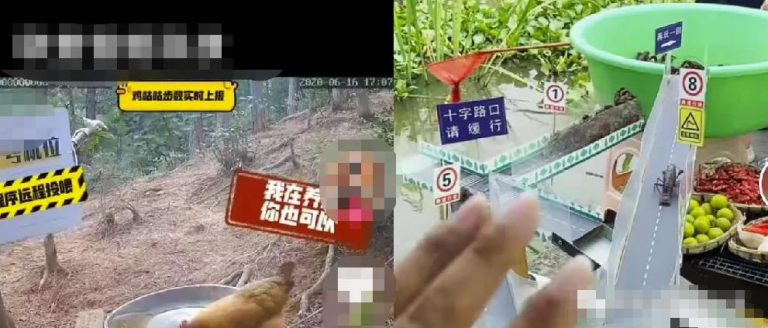 [短视频运营]2个短视频暴利赚钱项目，新手学会一天赚500-第1张图片-智慧创业网