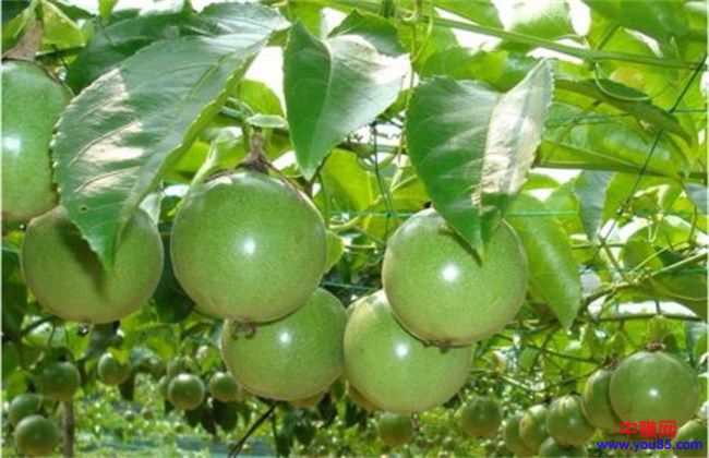 适合农村种植的6个赚钱项目,看看有你想做的吗?-第5张图片-智慧创业网 适合农村种植的6个赚钱项目,看看有你想做的吗?-第5张图片-智慧创业网