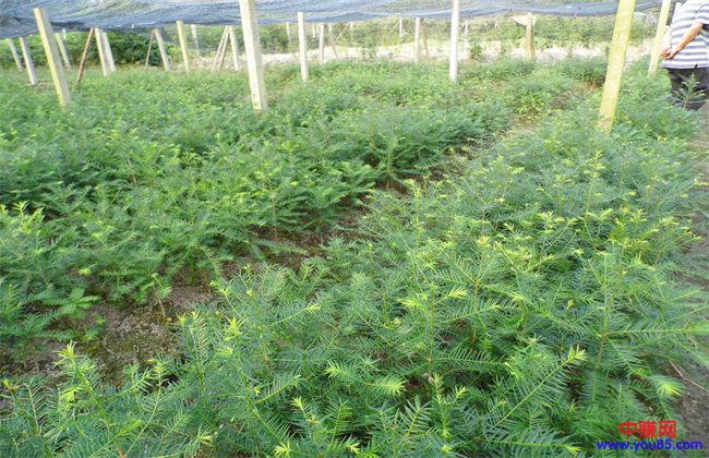 适合农村种植的6个赚钱项目,看看有你想做的吗?-第4张图片-智慧创业网 适合农村种植的6个赚钱项目,看看有你想做的吗?-第4张图片-智慧创业网