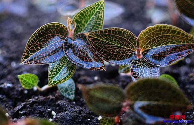 适合农村种植的6个赚钱项目，看看有你想做的吗？