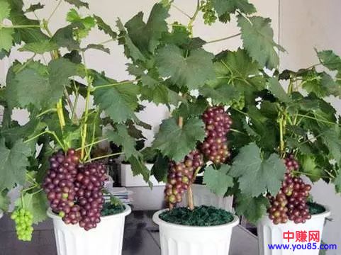 他经营盆栽野菜很有市场,每天赚2000元-第10张图片-智慧创业网 他经营盆栽野菜很有市场,每天赚2000元-第10张图片-智慧创业网