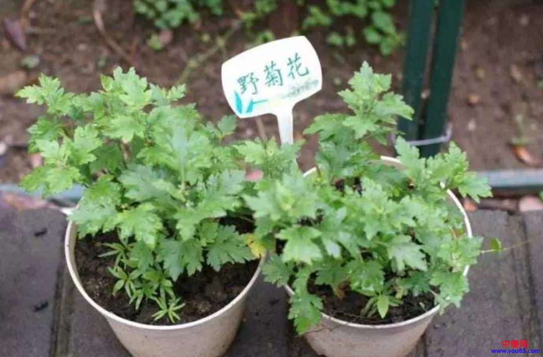 他经营盆栽野菜很有市场,每天赚2000元-第4张图片-智慧创业网 他经营盆栽野菜很有市场,每天赚2000元-第4张图片-智慧创业网