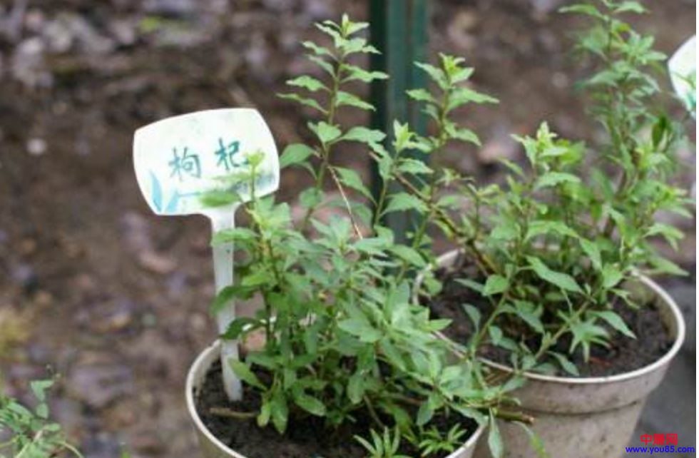 他经营盆栽野菜很有市场,每天赚2000元-第3张图片-智慧创业网 他经营盆栽野菜很有市场,每天赚2000元-第3张图片-智慧创业网