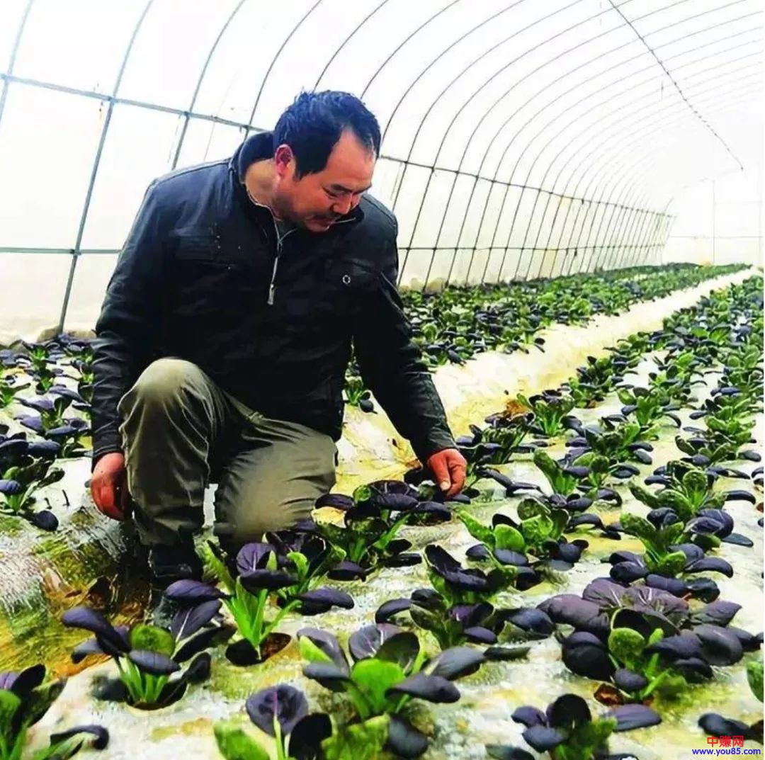 他经营盆栽野菜很有市场,每天赚2000元-第2张图片-智慧创业网 他经营盆栽野菜很有市场,每天赚2000元-第2张图片-智慧创业网