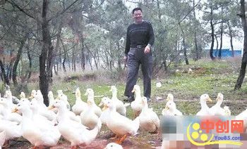 [创业资讯]网络时代大叔在网上教别人养鸭 资料售卖一个月赚了10万-第2张图片-智慧创业网