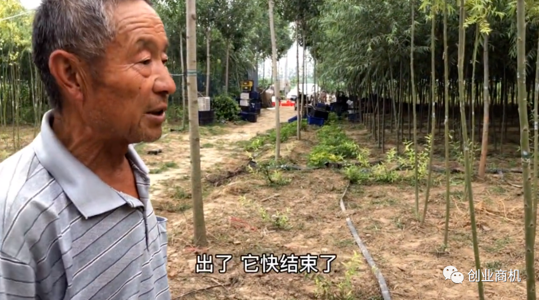 [创业资讯]农村养蝉每年工作40天，悠闲轻松的创业赚钱法，纯利润收入20万-第3张图片-智慧创业网
