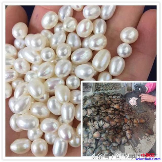 偏门暴利赚钱项目:直播现场开蚌卖珍珠,月赚5W+-第4张图片-智慧创业网 偏门暴利赚钱项目:直播现场开蚌卖珍珠,月赚5W+-第4张图片-智慧创业网