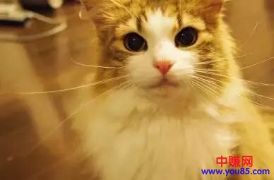 [创业资讯]利润高不起眼的偏门生意，养猫养出一门年赚数十万？