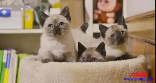 [创业资讯]利润高不起眼的偏门生意，养猫养出一门年赚数十万？-第2张图片-智慧创业网