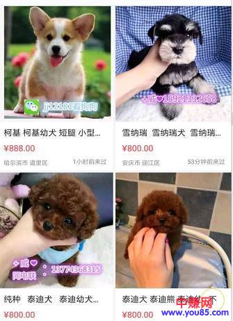 网赚引流技巧:利用闲鱼APP引流-第3张图片-智慧创业网 网赚引流技巧:利用闲鱼APP引流-第3张图片-智慧创业网