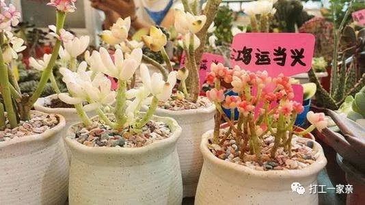 亲身经历分享一个盆栽赚钱生意