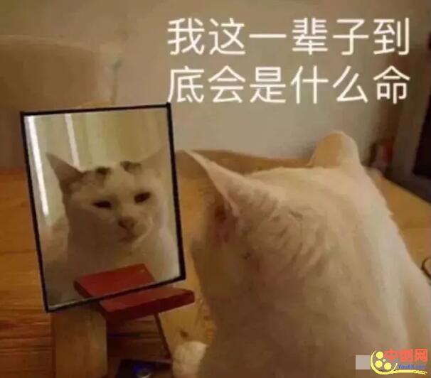 [大杂烩]全网の网络项目分类总结！（深度干货）