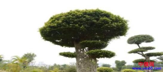 [网赚项目]几万粉=净利250万→→无本赚钱术